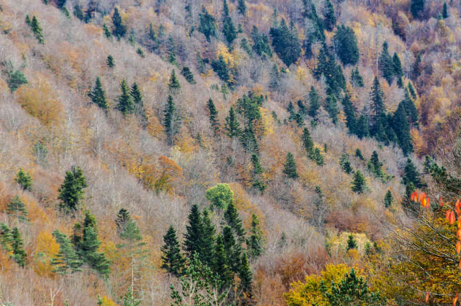 Comunidad Foral de Navarra 034 - Selva de Irati.jpg